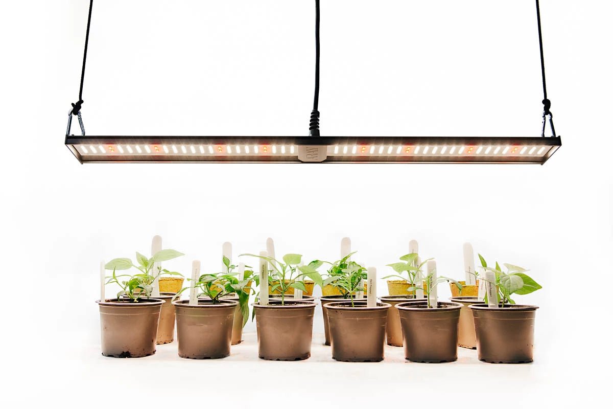 Use Propagation Grow Lights for seedlings and increase