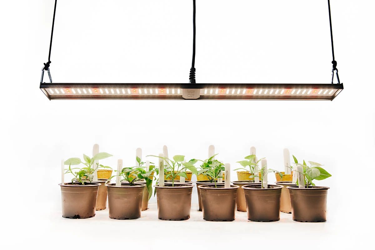 Best light for propagation deals