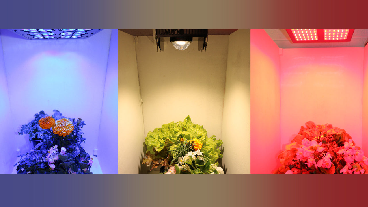 Synslinie pebermynte Generalife What Is The Best Grow Light Spectrum? - MIGROLIGHT